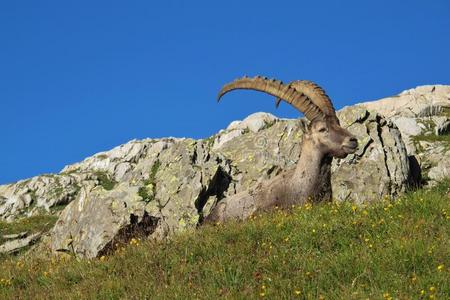 高山ibex躺在一片长满野花的草地上