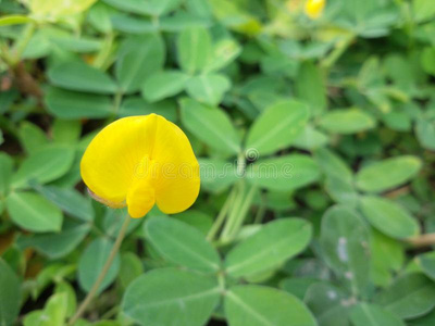 墙纸 美丽的 植物 花园 放松 纹理 自然