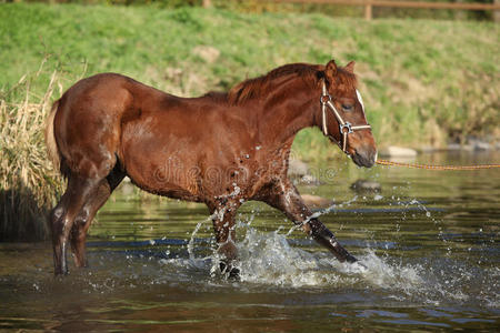 捷克运动小马在水里的小马