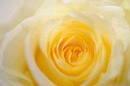 软黄玫瑰