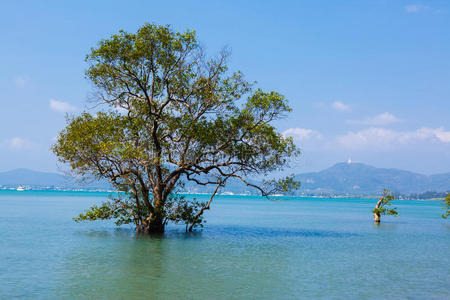 海洋 风景 天空 泻湖 天堂 海滩 椰子 放松 求助 美丽的