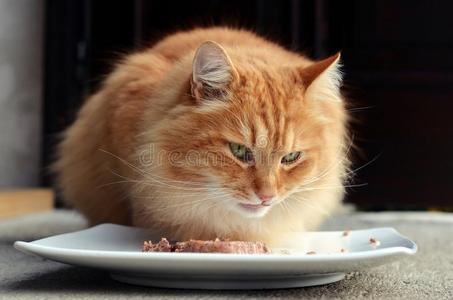 毛茸茸的 晚餐 营养 房子 动物 美好的 野猫 餐具 宠物