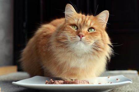 野猫 食物 房子 猫科动物 猎人 喂养 晚餐 美丽的 营养