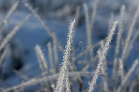 覆盖着雪的草