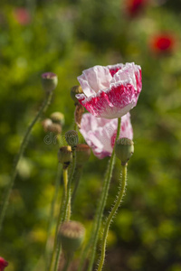 花园 成长 花瓣 植物区系 颜色 艺术 紫色 开花 草地