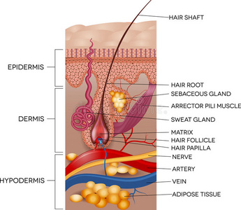 头发 神经 海报 细胞 标记 图表 照顾 正常的 表皮 解剖