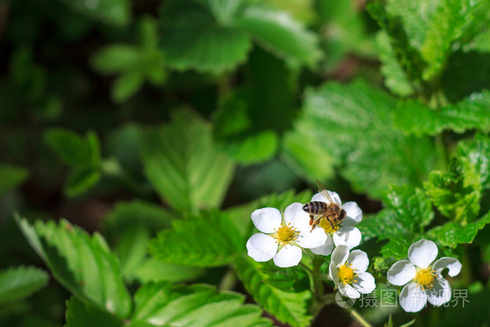 蜜蜂授粉草莓花
