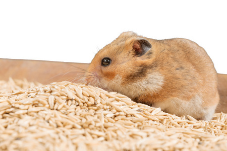 仓鼠粮图片