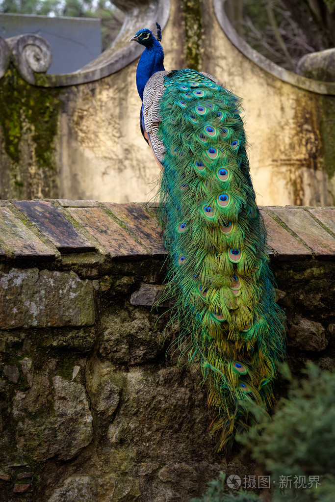 坐在篱笆上的孔雀