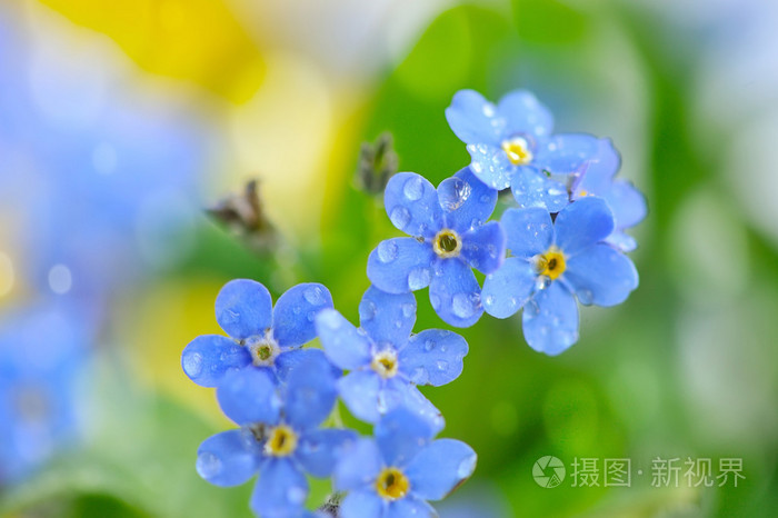 用de 滴蓝色花勿忘我花 勿忘我sylvatica 照片 正版商用图片1njez8 摄图新视界 用de 滴蓝色花勿忘我花 勿忘我sylvatica 照片 正版商用图片1njez8 摄图新视界