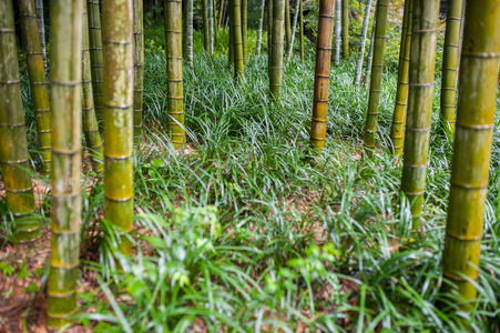 竹青树树干在草丛中