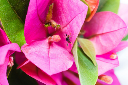 三角梅朵花上甲虫