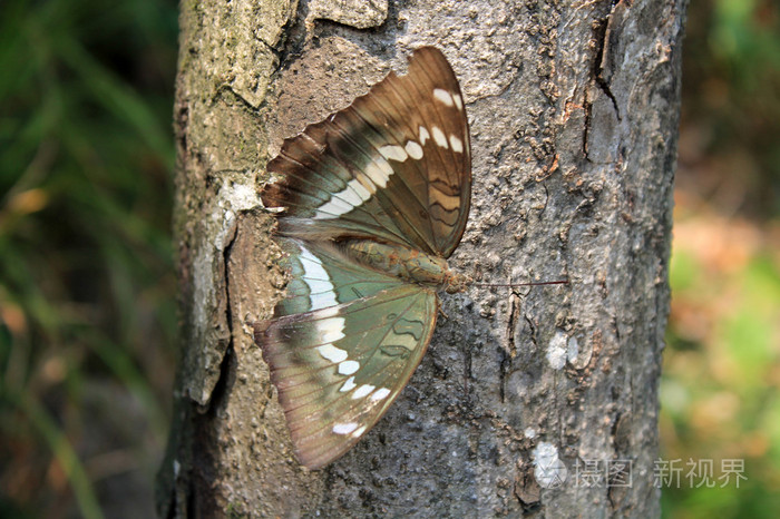 坐在树上的蝴蝶