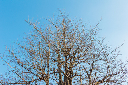背景为蓝天的干树