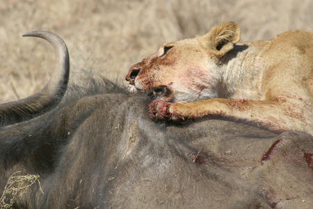 狮子吃牛血后危险兽类非洲大草原狩猎肯尼亚