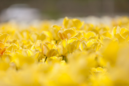 在花园里与模糊背景的黄色郁金香