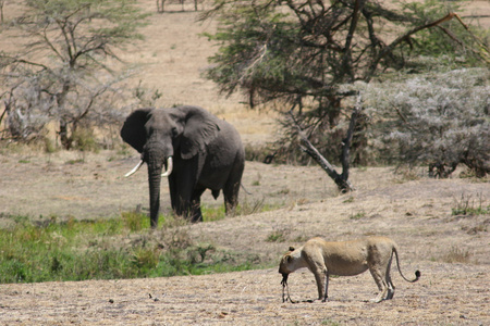 狮子在狩猎和 elefant 危险兽类非洲大草原肯尼亚后血