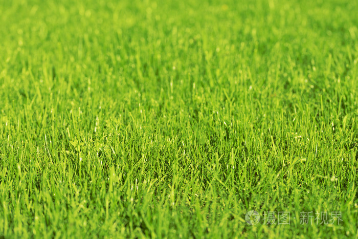 绿草阳光明媚的日子