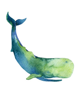 抹香鲸图片大全