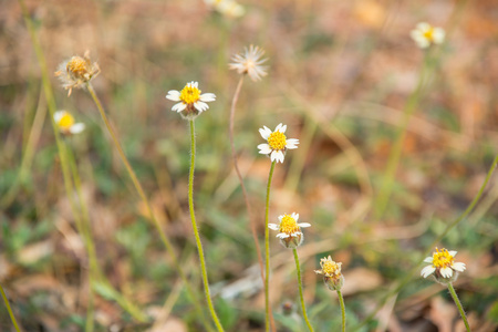 小黄花