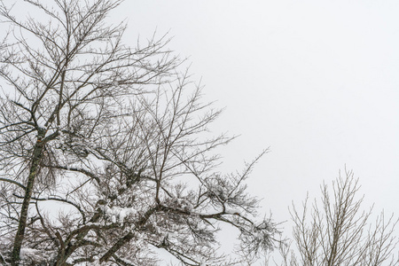 树与雪, 高清晰度图片