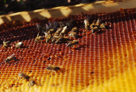 工作蜜蜂在蜂巢