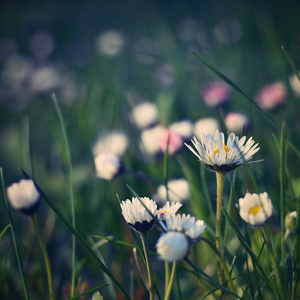 美丽的盛开的雏菊在春天的草地上。