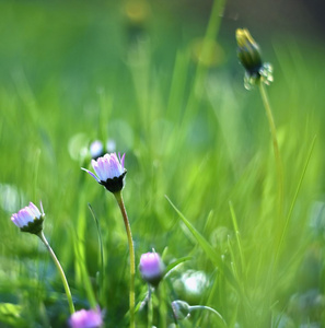 美丽的盛开的雏菊在春天的草地上。