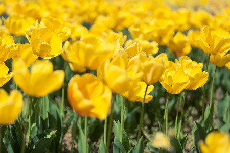在阳光明媚的日子里, 一排排黄色的郁金香