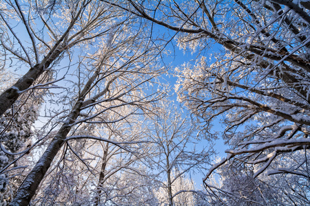 雪的冬季树场景