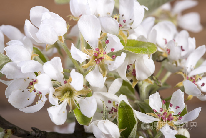 白色水果树上盛开的鲜花