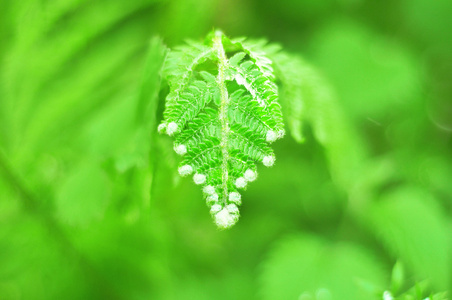 自然背景与新鲜绿色蕨类植物的叶子