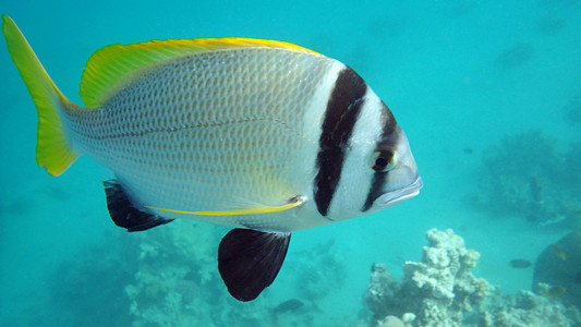 海底世界各种鱼和生物图片