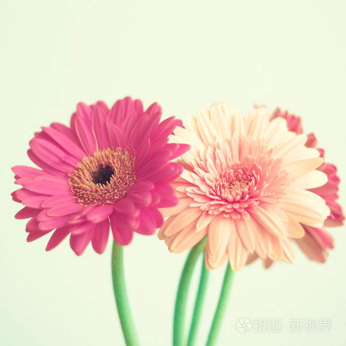 粉红色的花朵上薄荷