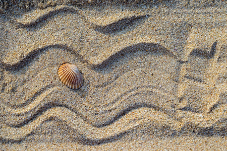 海贝壳砂作为背景