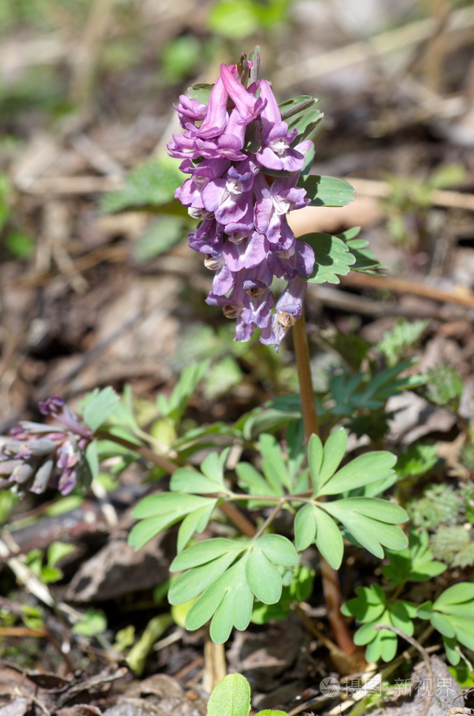 春花延胡索延胡索