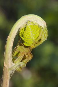 关闭了蕨类植物紫萁 regalis 幼叶