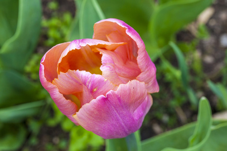 春季郁金香花的特写镜头