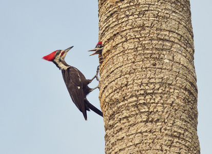 雄性的红冠黑啄木鸟