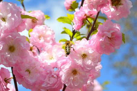 春天。日本梅花