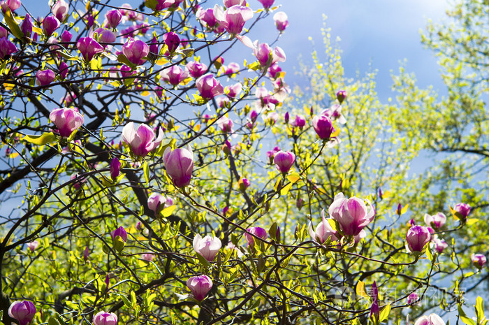 盛开的白玉兰树