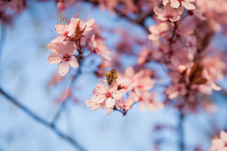 春天坐在白色开花的树上的蜜蜂