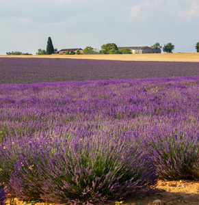 普罗旺斯，一朵朵紫色的薰衣草花田，在 Valensole 法国