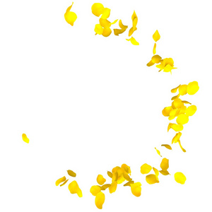 花瓣黄色玫瑰围成一圈飞行在孤立的白色背景
