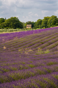 普罗旺斯，一朵朵紫色的薰衣草花田，在 Valensole 法国