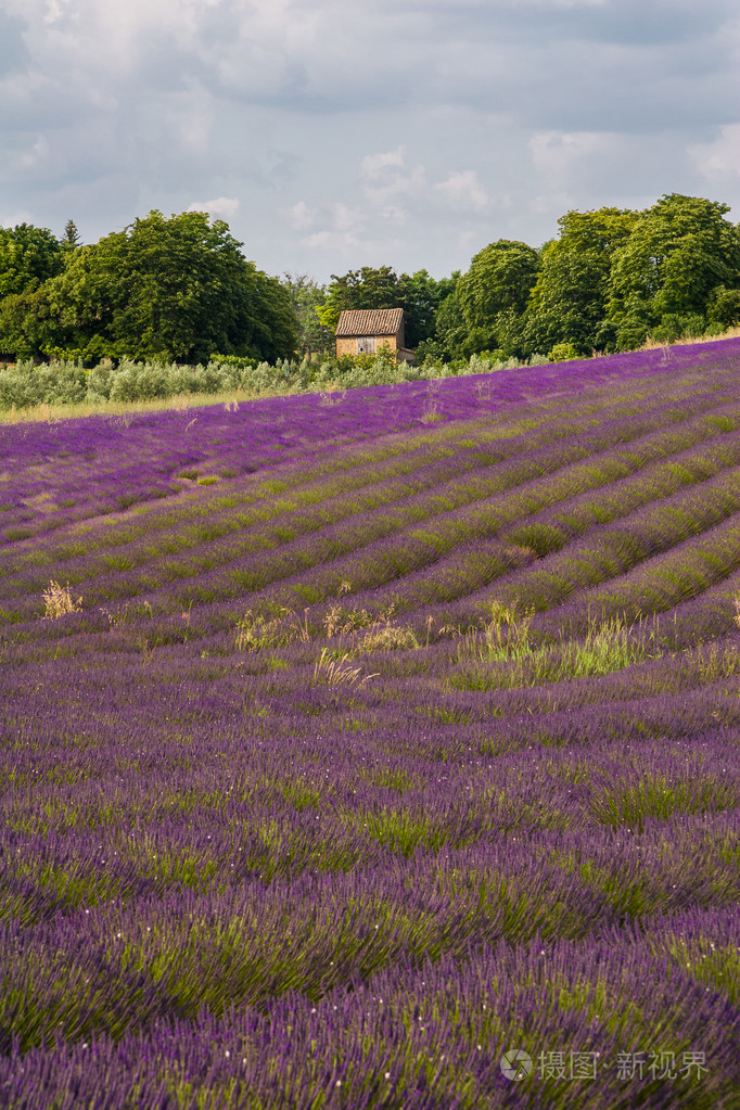 普罗旺斯,一朵朵紫色的薰衣草花田,在 valensole 法国