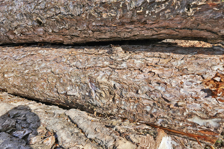 一棵新鲜的堆树的细节照片