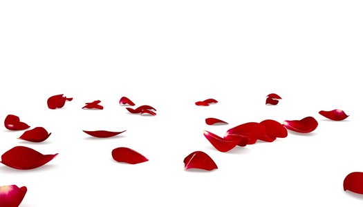 红色的玫瑰花瓣散落在地板上照片