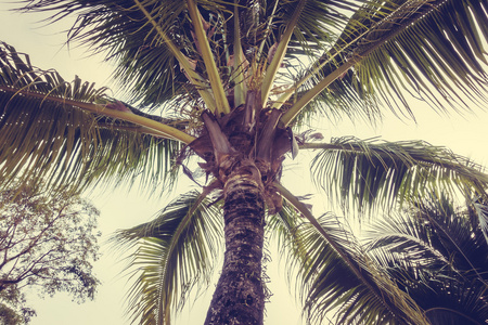 老式的棕榈树