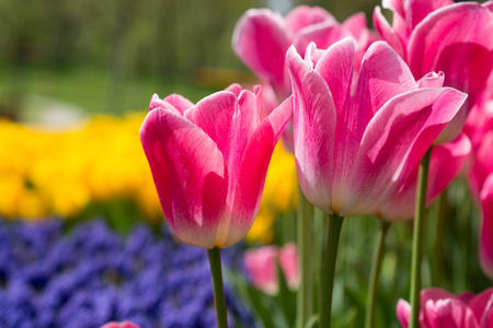 在自然界中春天的粉红色郁金香
